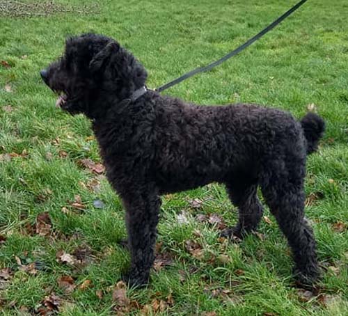 Bouvier MARIUS CAESAR 